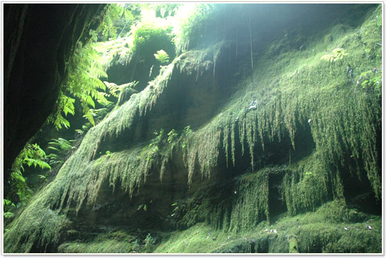 Cubo-de-la-Galga-Puntallana-bosque-de-laurisilva