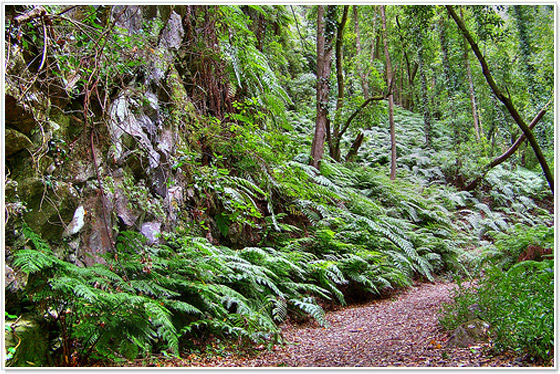 Foresta-de-los-tilos-la-palma