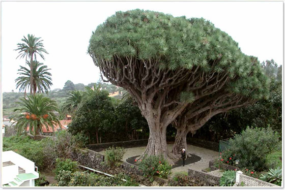 Los Dragos Gemelos Breña Alta, La Palma Los Dragos Gemelos Breña Alta, La Palma