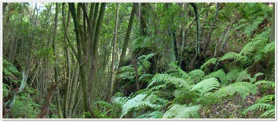 Reserva Natural de Guelguén, Villa de Garafìa, La Palma Reserva Natural de Guelguén, Villa de Garafìa, La Palma