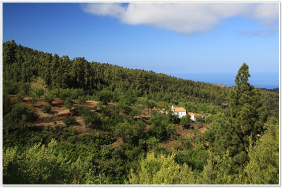 Fayal Puntagorda, La Palma Fayal Puntagorda, La Palma