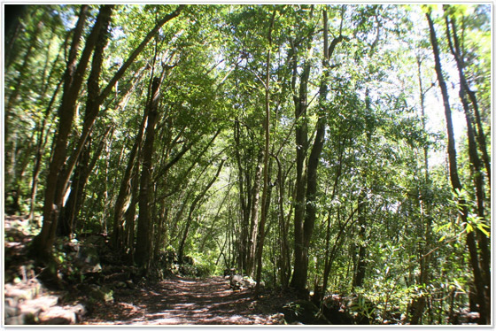 parque-de-las-nieves-la-palma