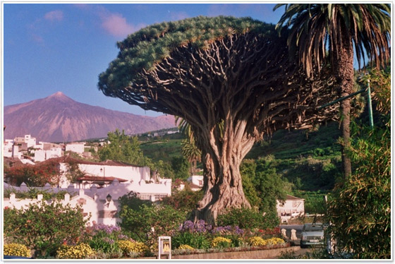 Drago Millenario a Icod de Los Vinos, Nord di Tenerife Drago Millenario a Icod de Los Vinos, Nord di Tenerife