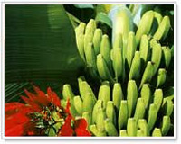 Platano di Tenerife Platano di Tenerife