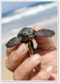 Tartarughe Parco naturale di Jandía - Fuerteventura 