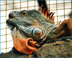 Reptilandia Park - Gran Canaria