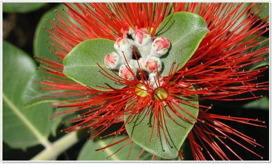 Jardín-Botánico-de-Vallehermoso-piante-tropicali
