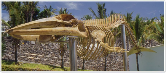 Fossile Museo dei Cetacei, Puerto Calero Fossile Museo dei Cetacei, Puerto Calero