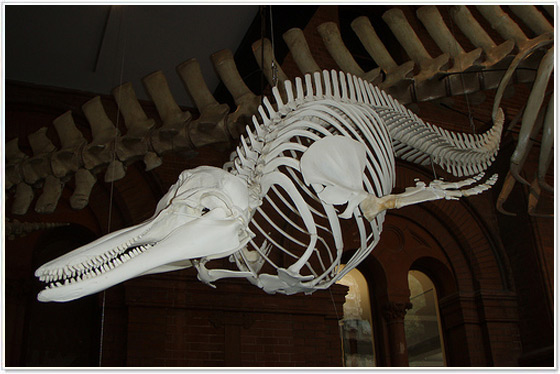 Museo dei Cetacei, Puerto Calero Museo dei Cetacei, Puerto Calero