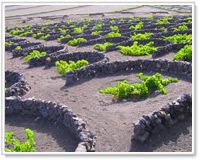 Coltivazione del vino a La Geria, Lanzarote