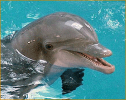 Museo dei Cetacei, Puerto Calero Museo dei Cetacei, Puerto Calero, Lanzarote
