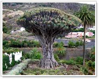 Albero del Parque del Drago, Tenerife