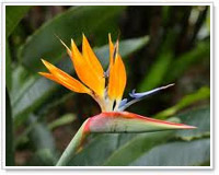 Jardin Botanico di Tenerife