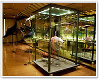 Museo de la Naturaleza y el Hombre