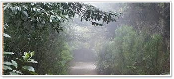 Parco rurale di Anaga, Tenerife
