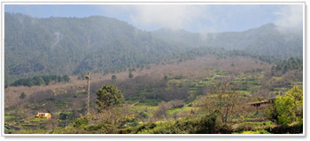 Riserva Naturale de Pinoleris Riserva Naturale de Pinoleris, Tenerife