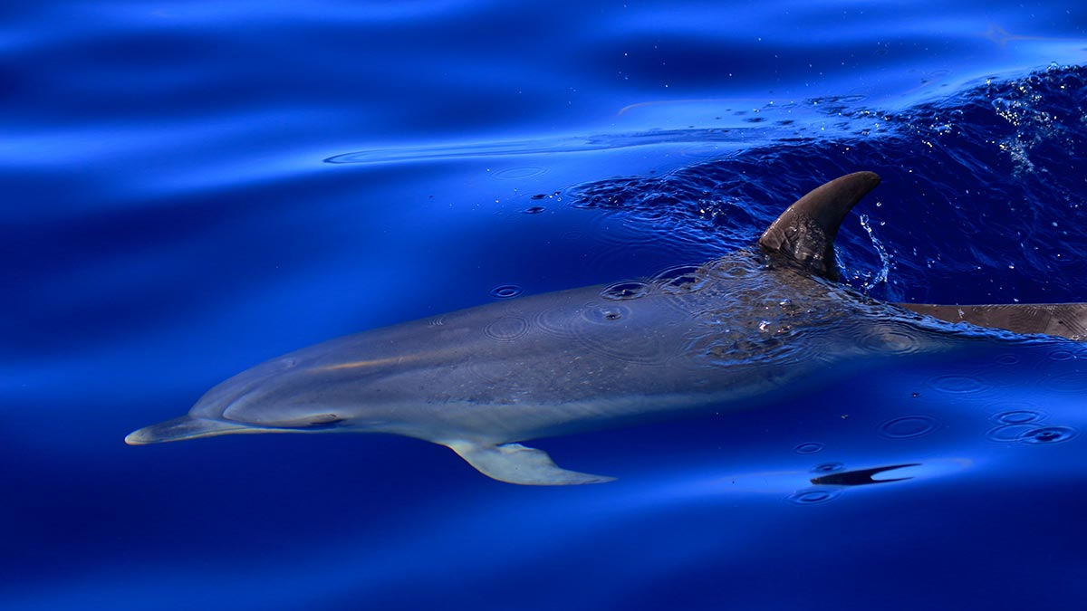 Delfino nelle acque costiere che circondano l'isola La Gomera
