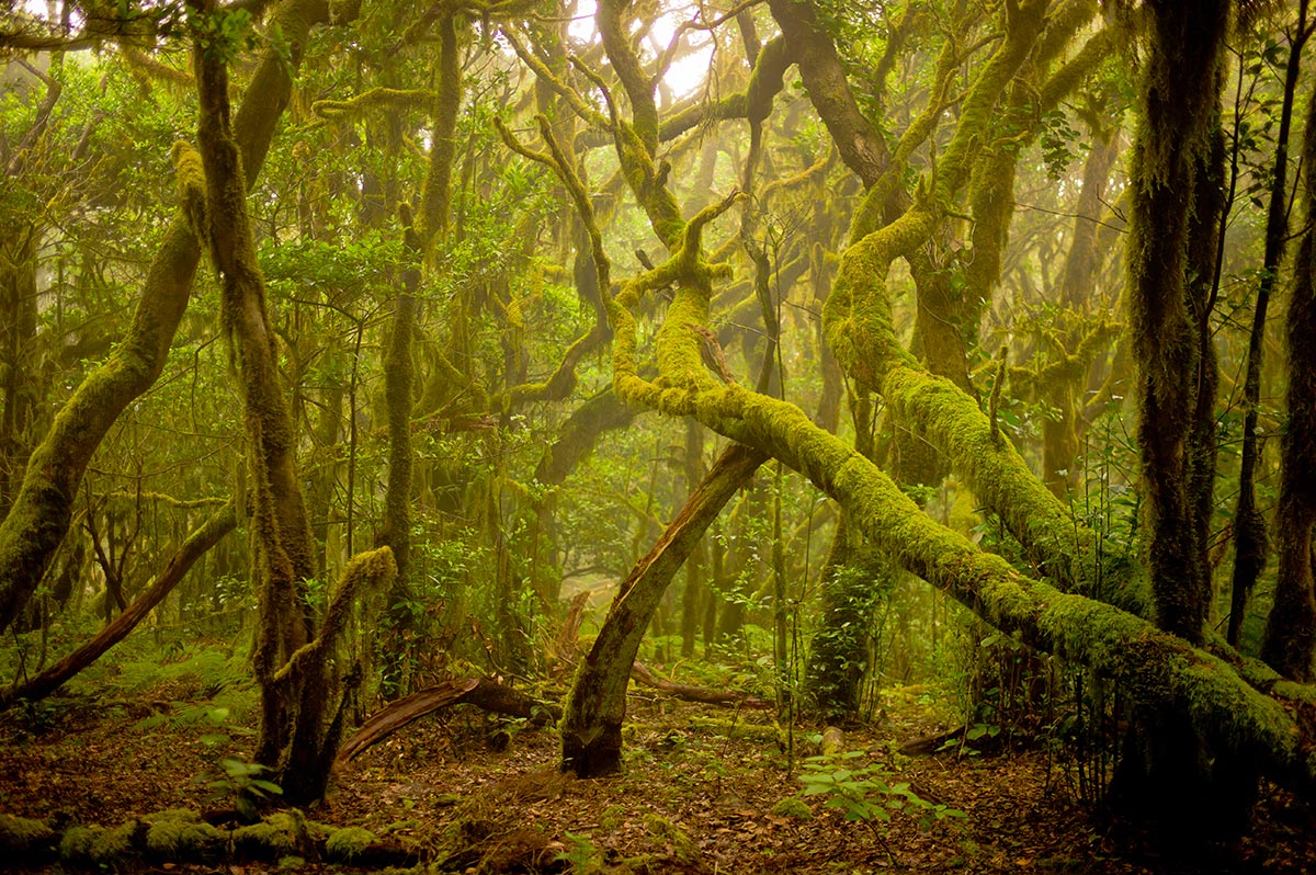 Parco Nazionale di Garajonay, La Gomera