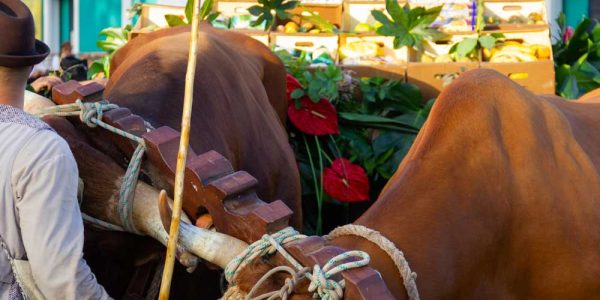 Mercatini di Gran Canaria