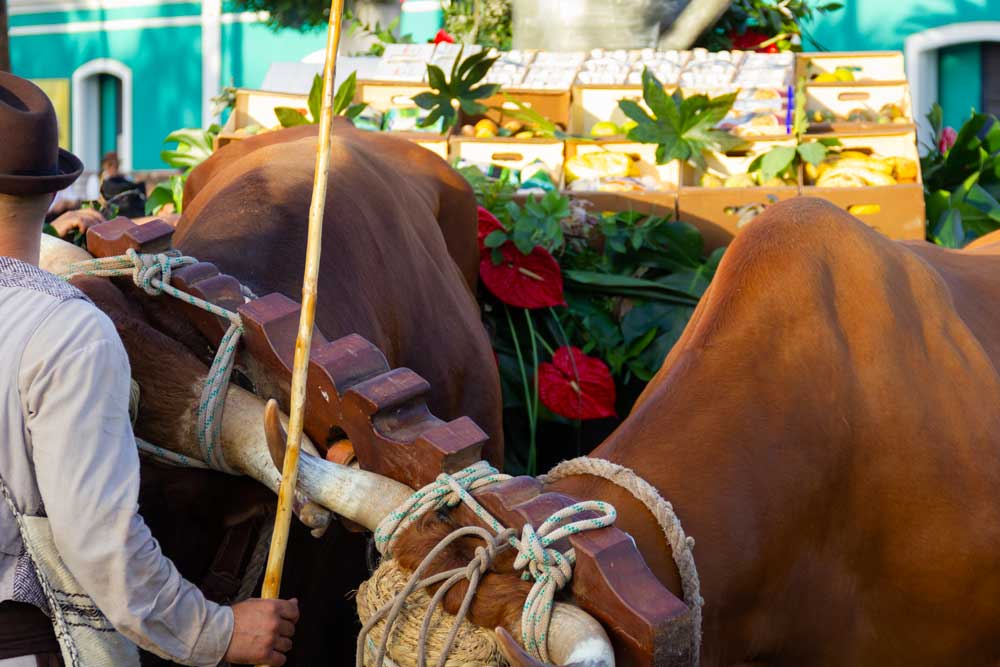 Mercatini di Gran Canaria