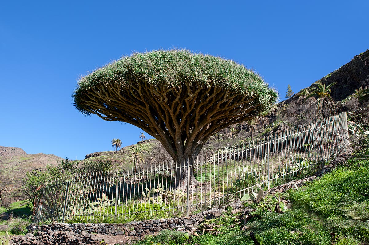 Il famoso albero di drago El Drago di Agalan, a nord di Alajero a La Gomera
