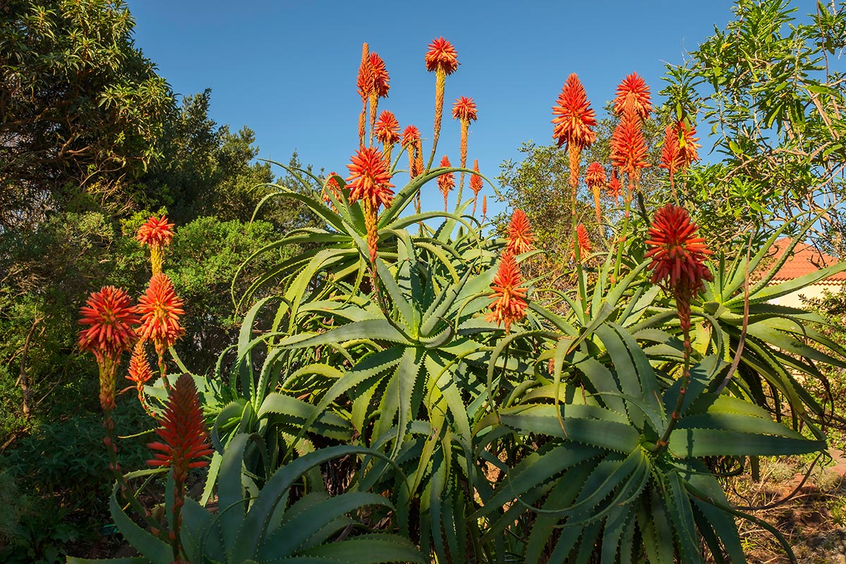 Aloe vera Giardino botanico La Gomera