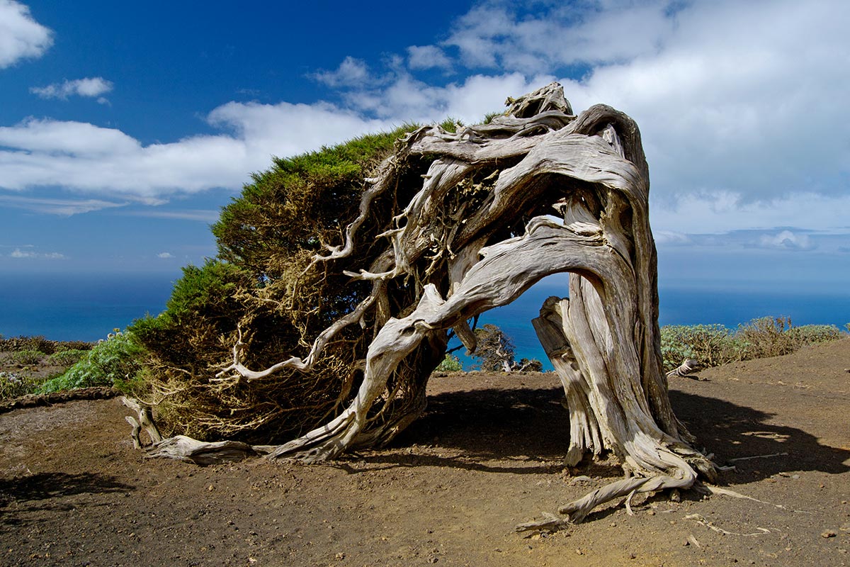 Sabina, a Canary Island tree
