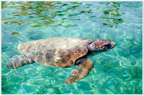Tartaruga Caretta Caretta nel mare di Gran Canaria Tartaruga Caretta Caretta nel mare di Gran Canaria